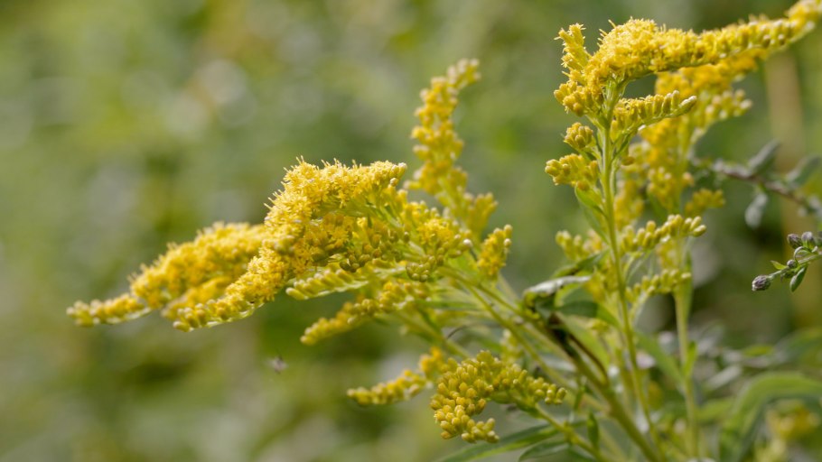 Золотарник "Hiddigeigei" (Solidago)