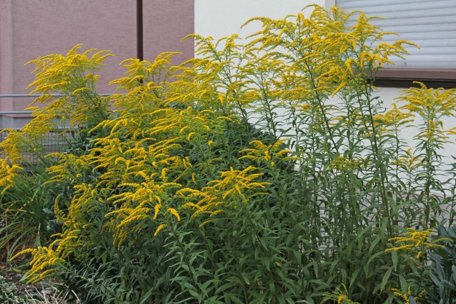 Solidago gigantea