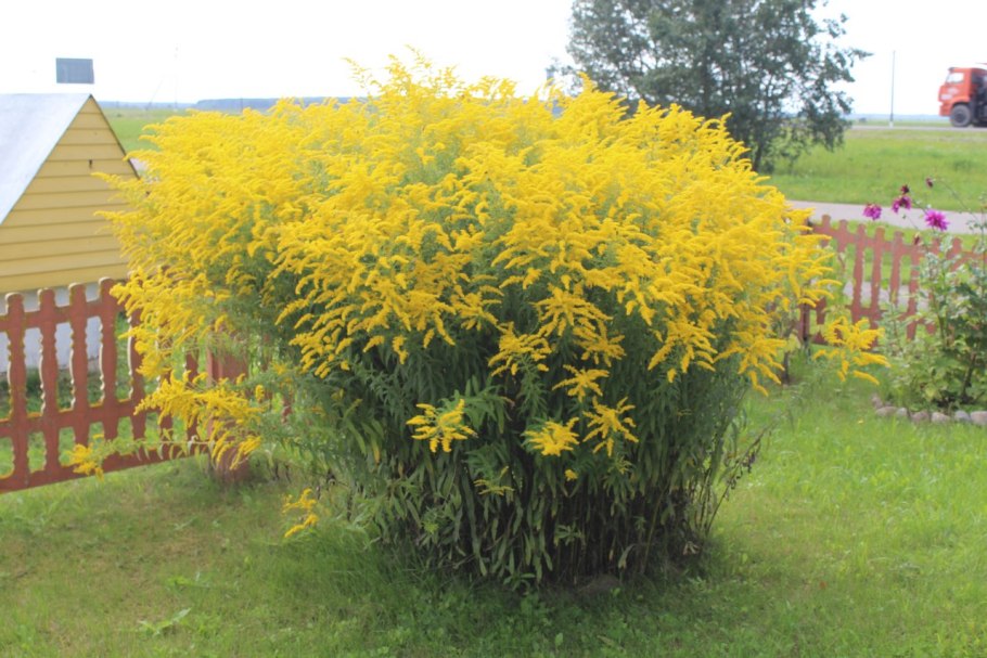 Золотарник Даурский