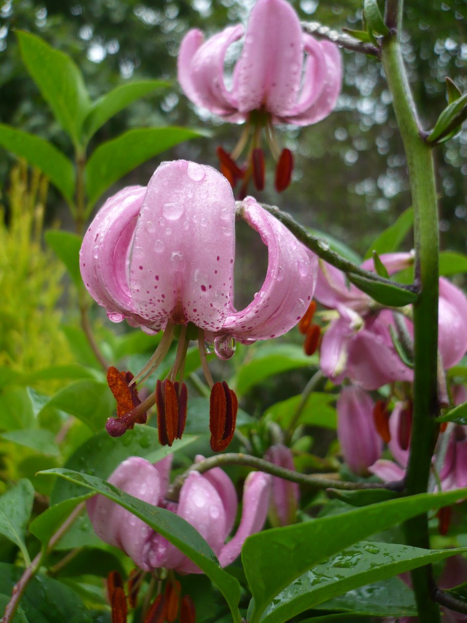 Лилия кудреватая строение