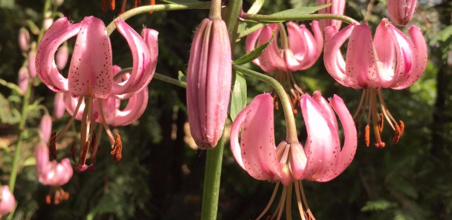 Chameleon Лилия мартагон