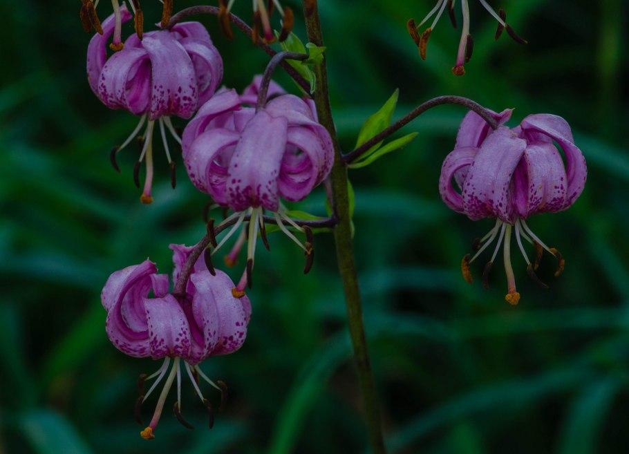 Массажное кресло JB-k002