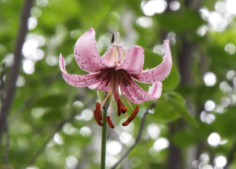 Lilium martagon гербарий