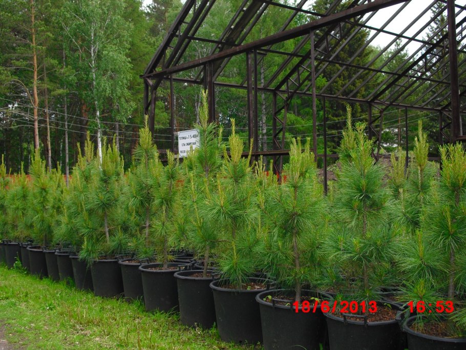 Кедр атлас саженцы