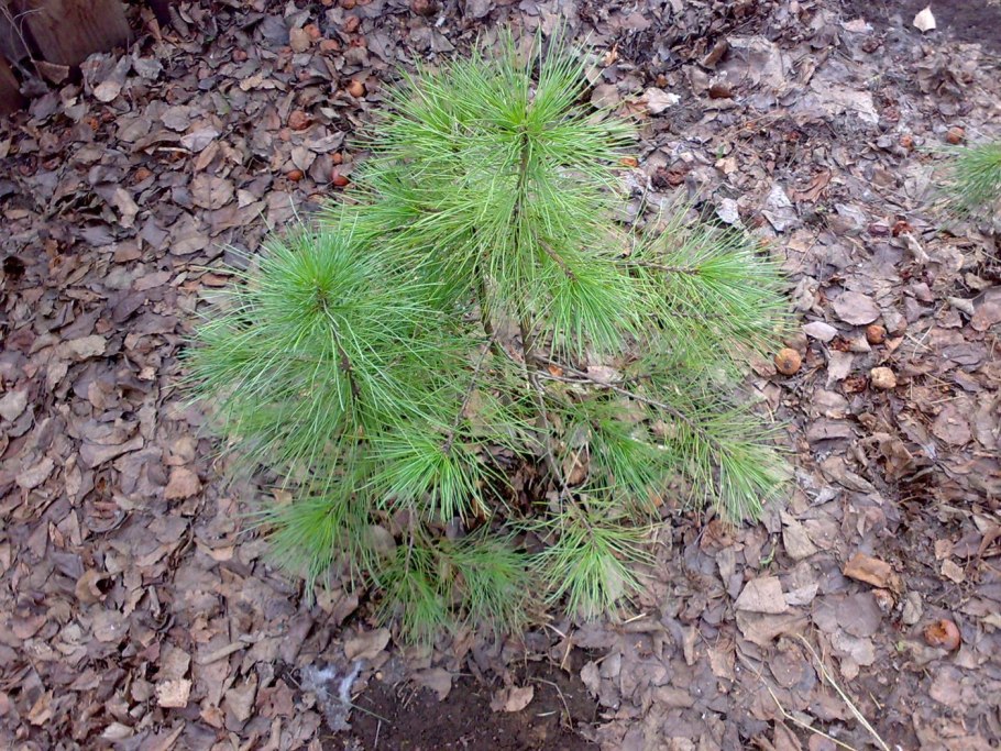 Сеянцы кедра