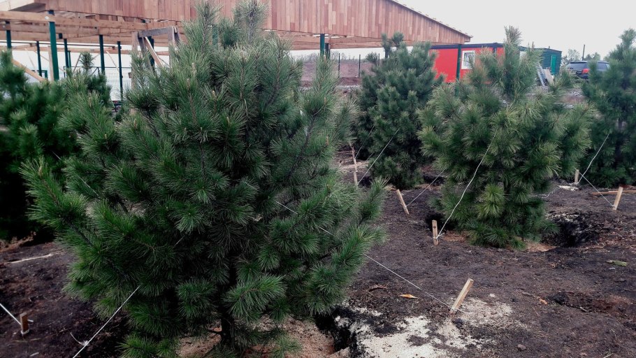 Саженцы кедр (сосна Сибирская)