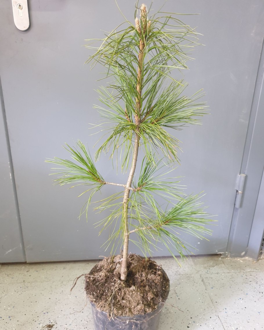 Сосна Кедровая Сибирская Сибирский кедр сеянец