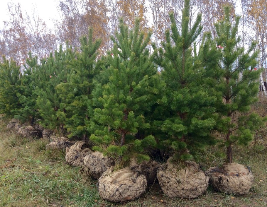 Кедр Красноярск