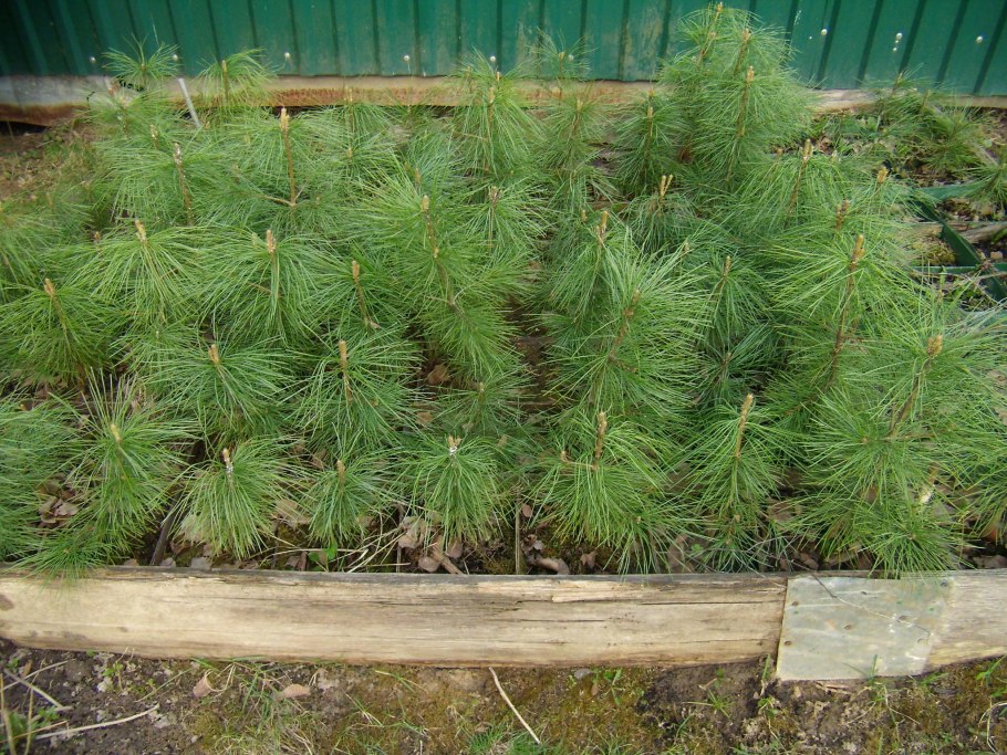 Сосна Веймутова посадка