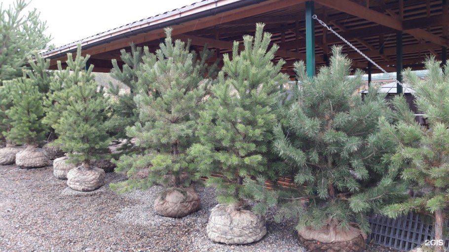 Ель Сибирская Picea obovata саженец