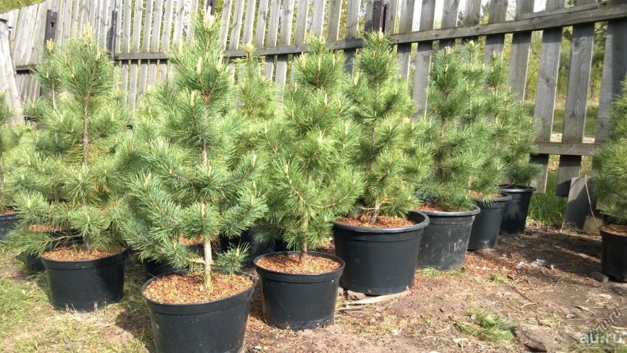 Сосна Кедровая корейская - Pinus koraiensis Sieb. Et Zucc.