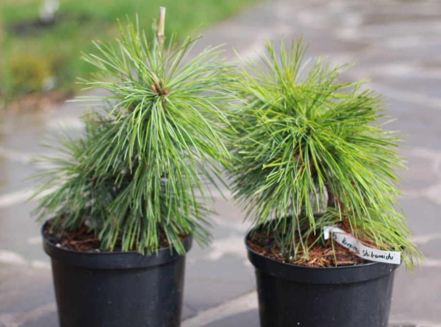 Лесовосстановление лиственницей