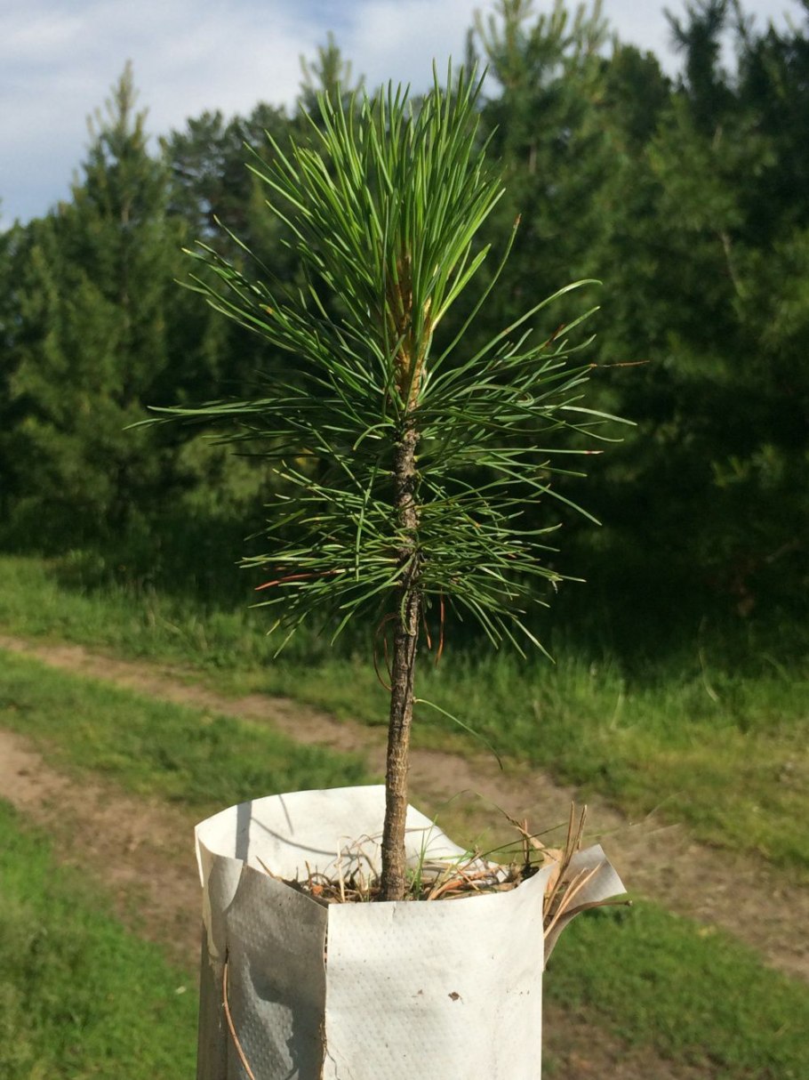 Кедр в саду саженцы