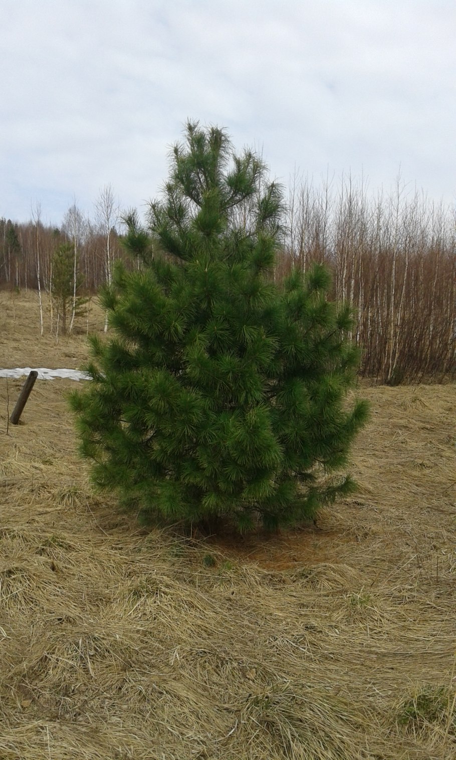 Кедр Сибирский семена