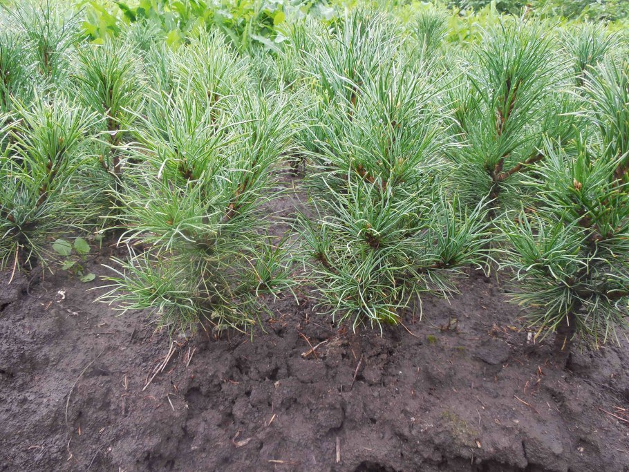 Сосна Кедровая Сибирская Сибирский кедр сеянец