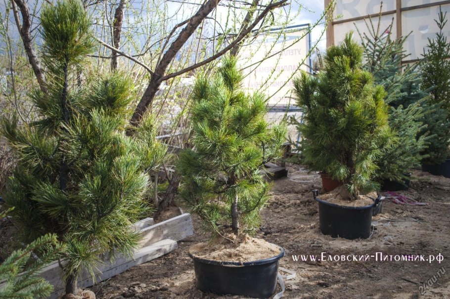 Ель Сибирский кедр