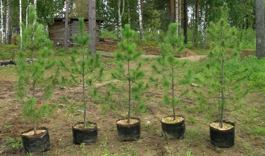 Кедр Сибирский сорт рекордистка