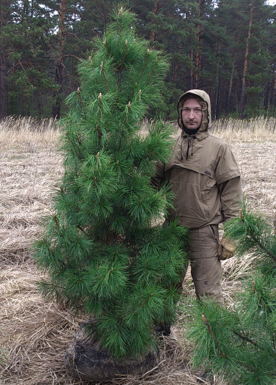Сосна Кедровая Сибирская Сибирский кедр сеянец