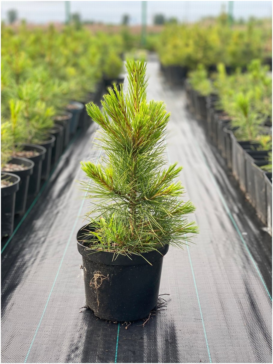 Сосна Кедровая Сибирская Сибирский кедр сеянец