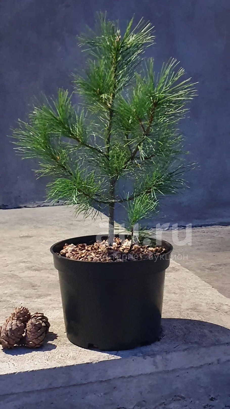 Кедр Сибирский питомник