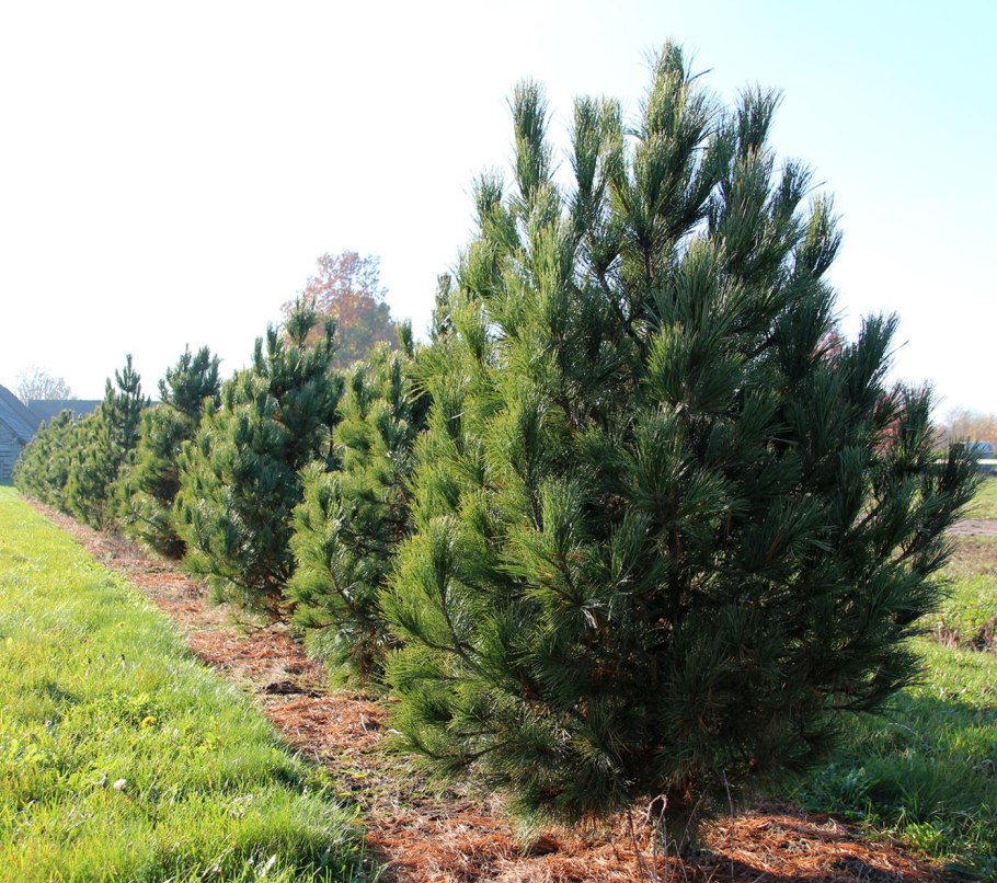 Высадка саженцев кедра