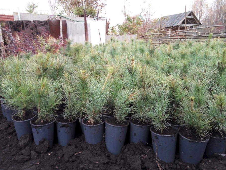 Кедр корейский Росток