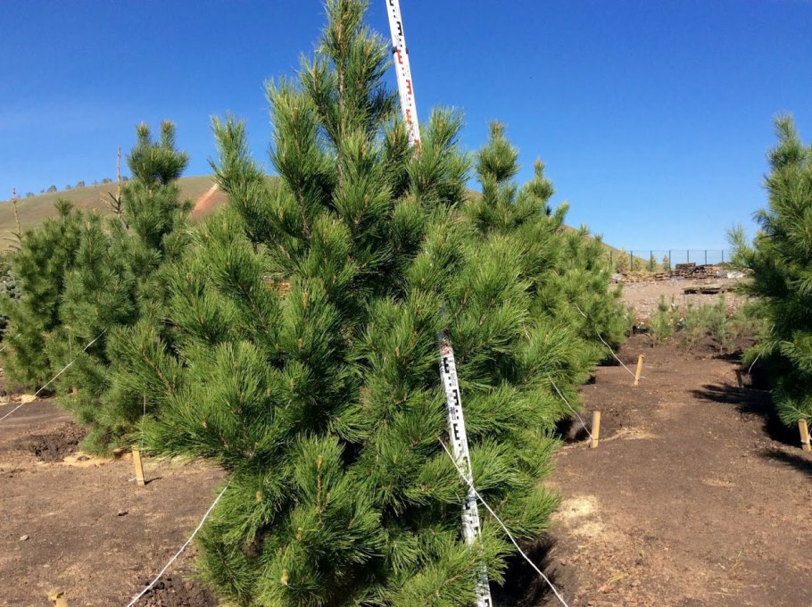 Кедр Сибирский саженцы