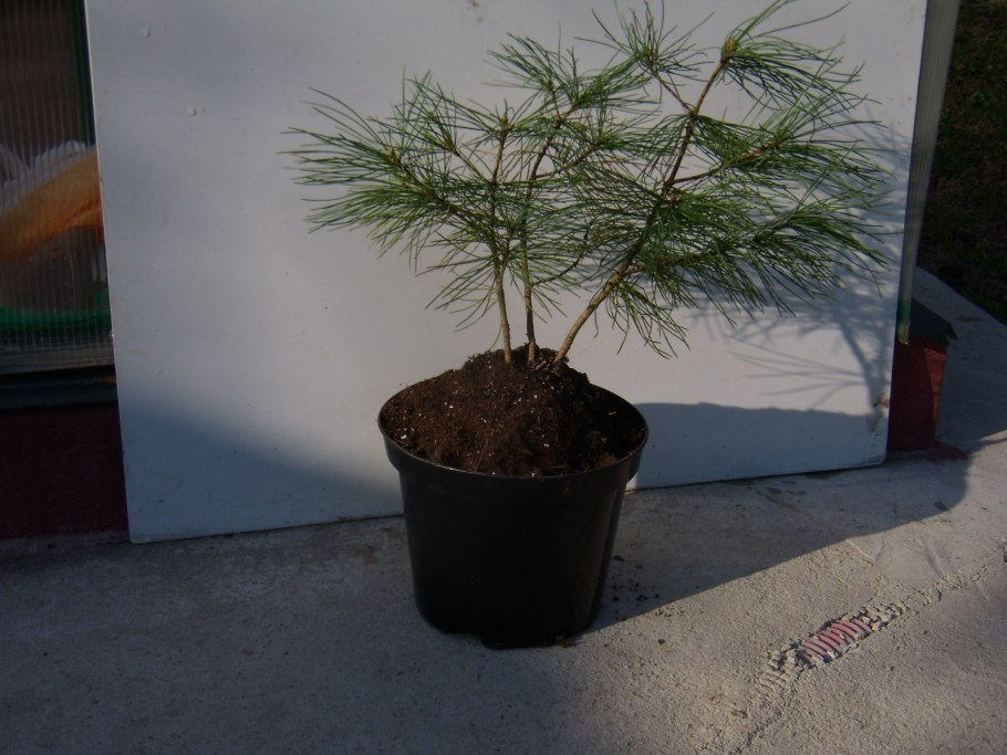 Посадка деревьев