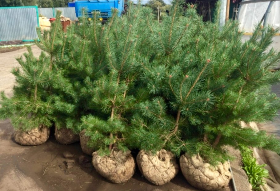 Сосна Сибирская Экстра