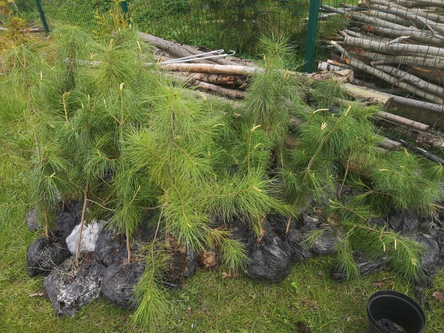 Сосна Кедровая Сибирская саженцы