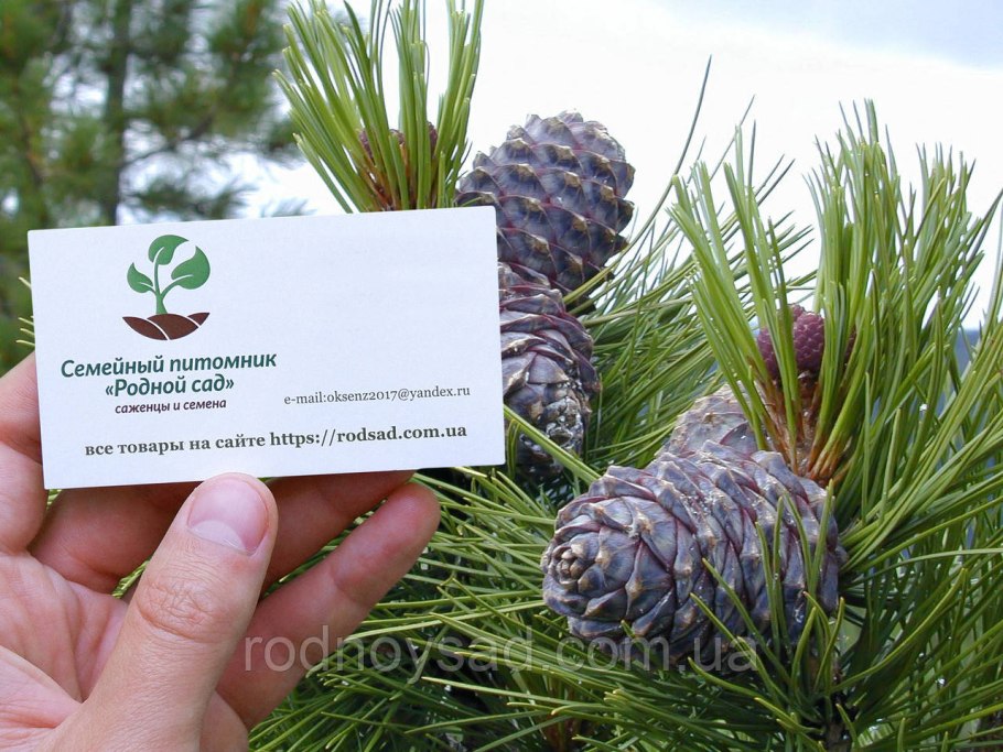 Сеянцы сосны сибирской