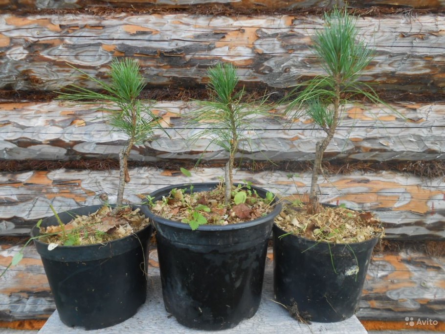 • Сосна Кедровая стланниковая compacta