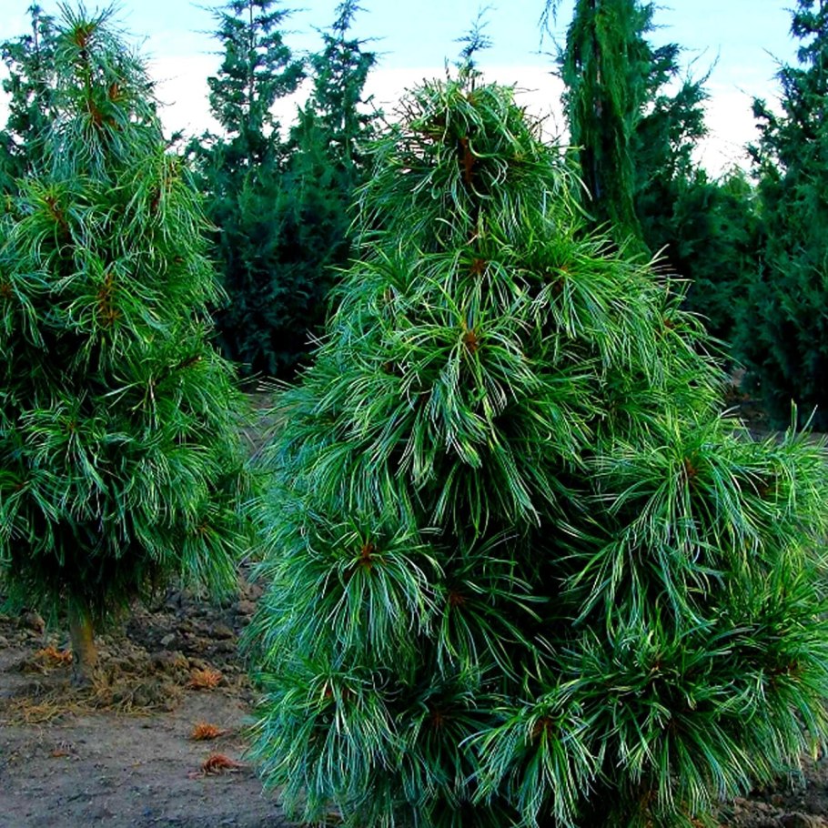 Pinus koraiensis 'dragon eye'