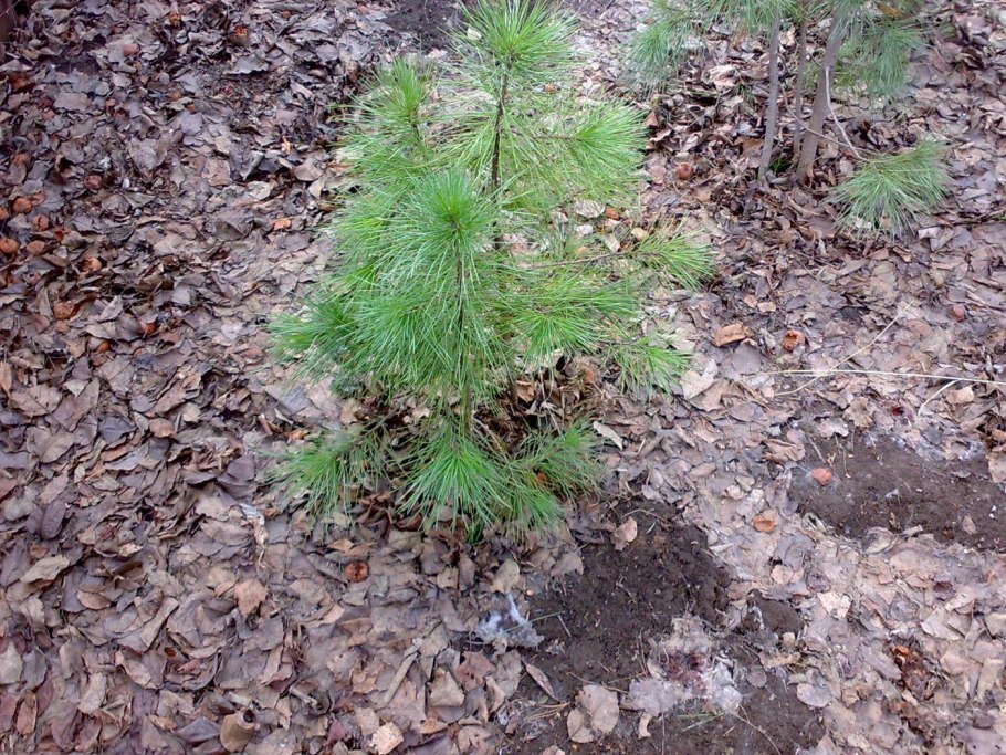 Саженцы кедр (сосна Сибирская)