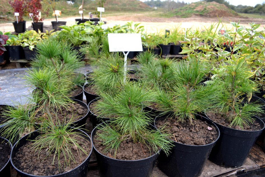 Кедр Сибирский саженцы