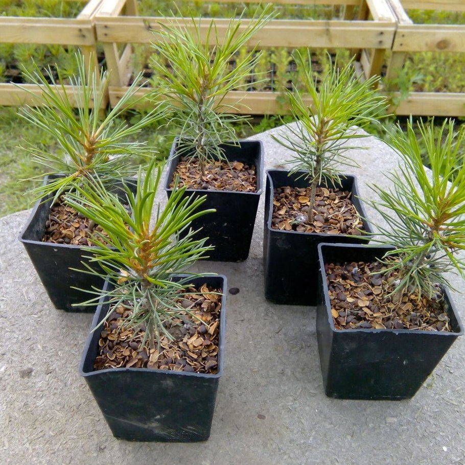 Сосна Кедровая Сибирская Сибирский кедр сеянец