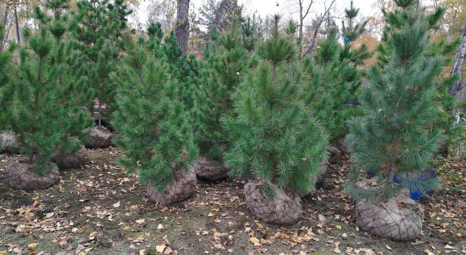 Кедр сосна саженцы 5летний