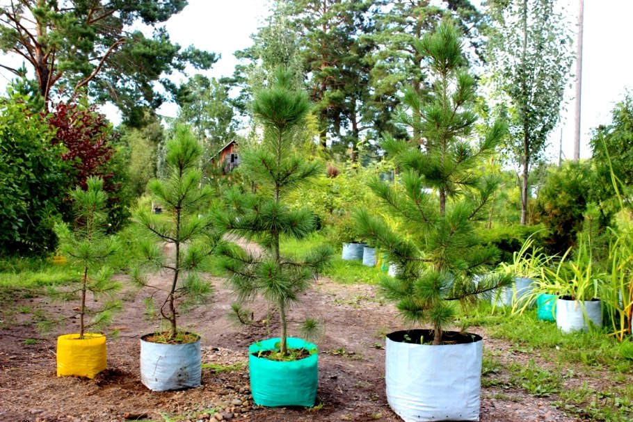 Лиственница Сибирская в питомнике