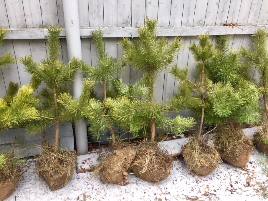 Саженцы кедр (сосна Сибирская)