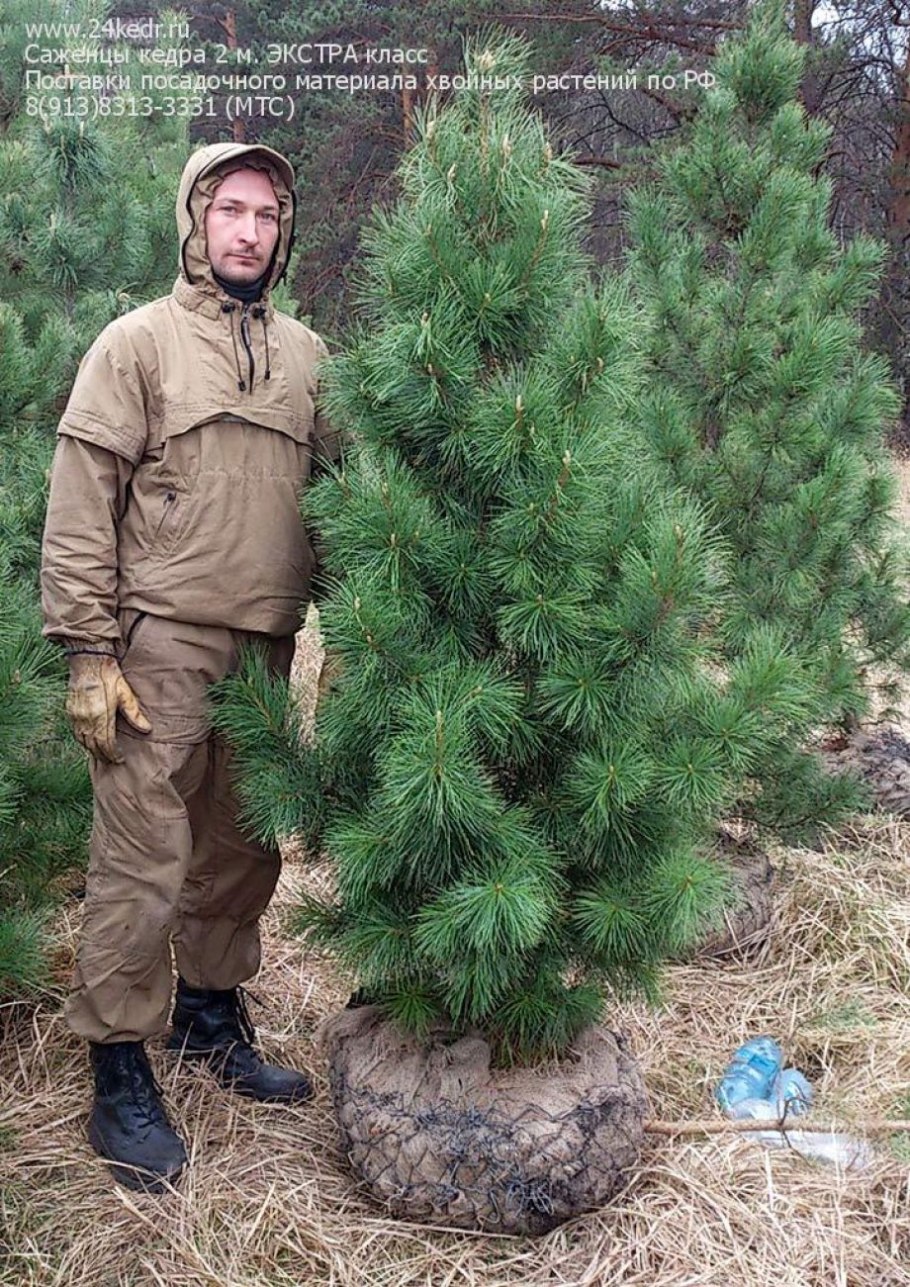 Сосна Пиния саженцы