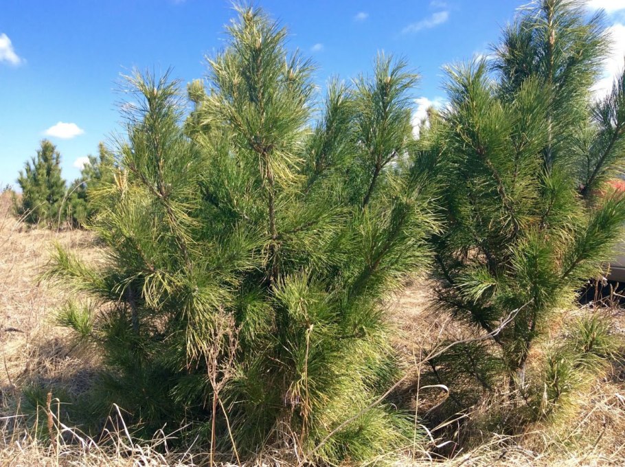 Сосна Кедровая саженцы