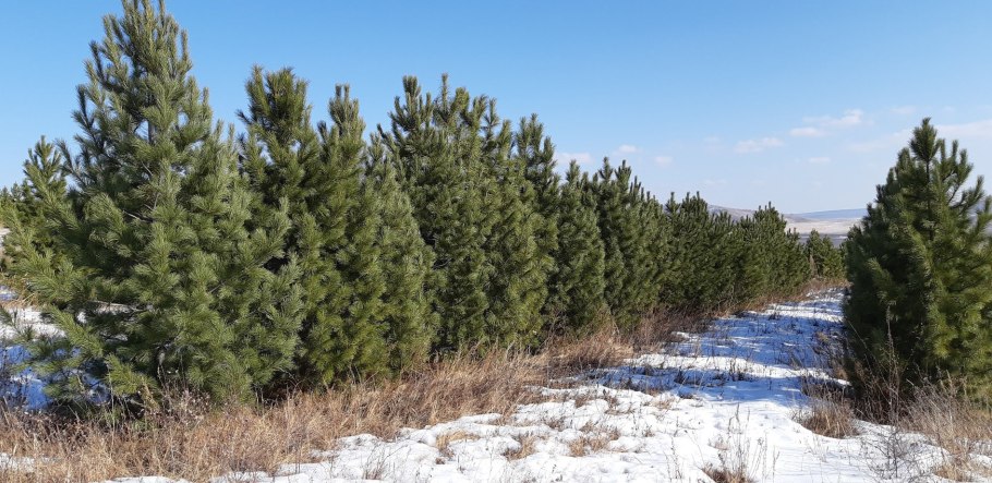 Кедр Сибирский прорастить