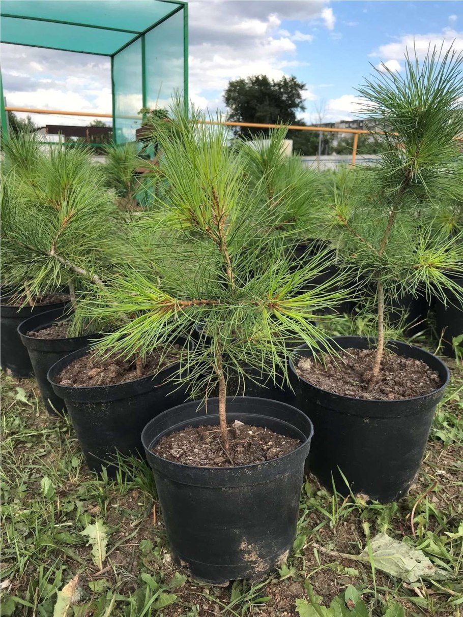 Саженцы кедра