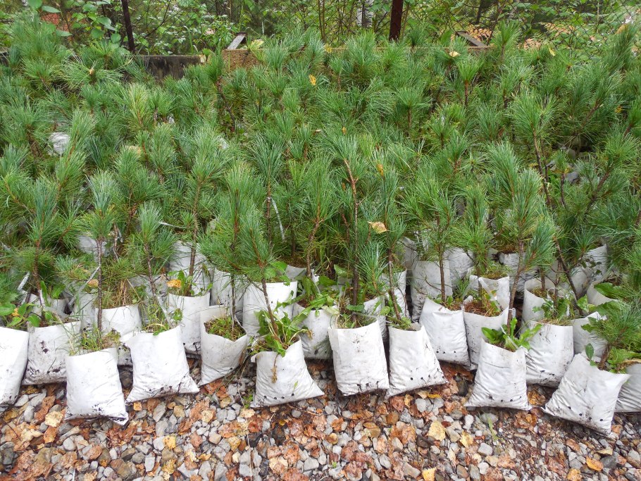 Кедр Сибирский саженцы