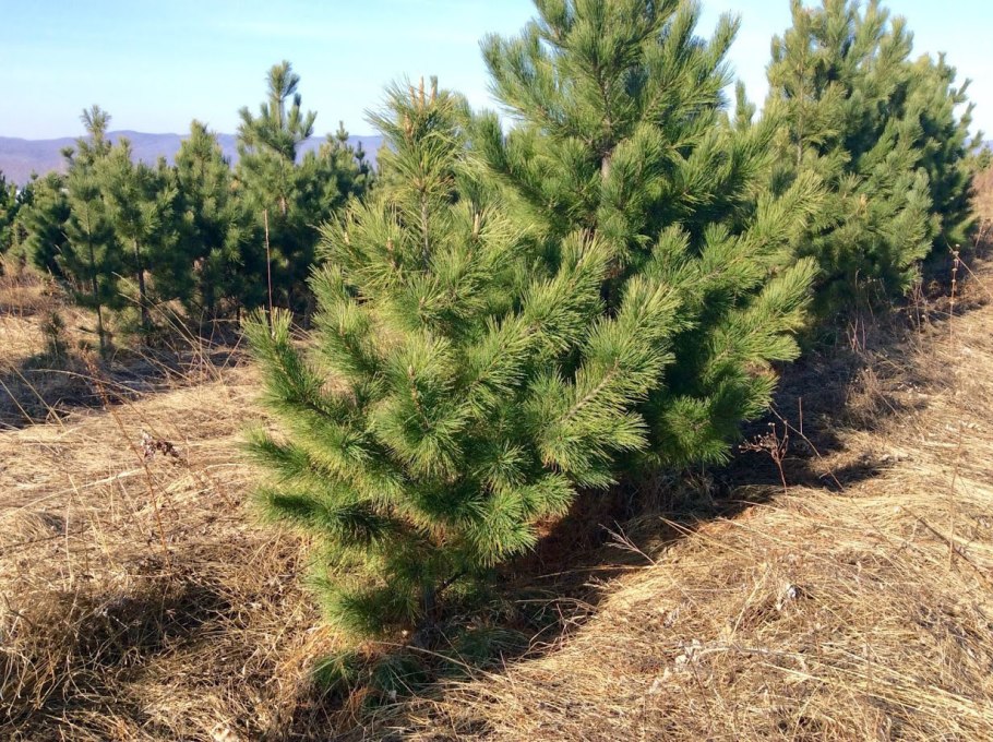 Сосна корейская - Pinus koraiensis