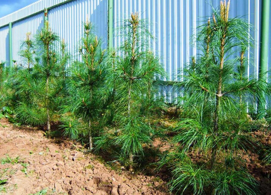 Сеянцы сосны обыкновенная Живая елка