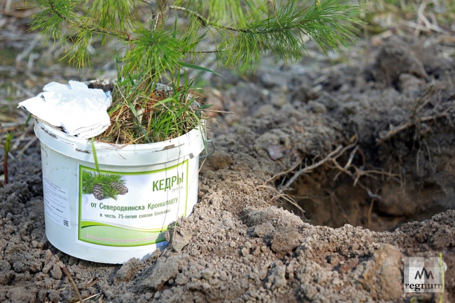 Кедровый стланик сеянец