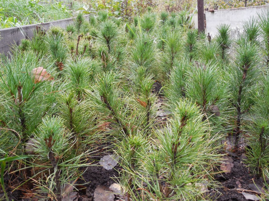 Саженцы кедра