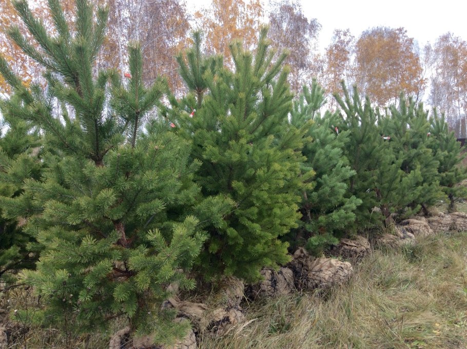 Сеянцы кедра