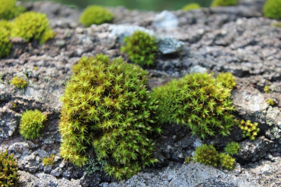 Лишайник сфагнум